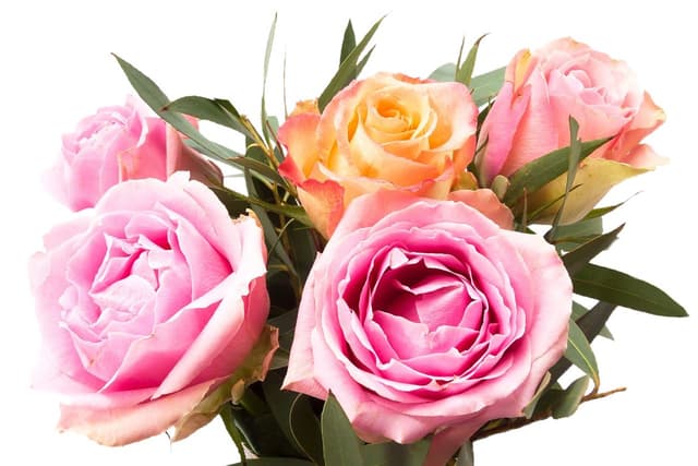 Item 2 Image of Item 2