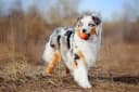 Australian Shepherd