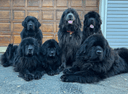 Newfoundland